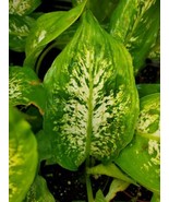 Dieffenbachia Compacta 7 Inches Tall Dumb Cane Easiest Houseplant Live P... - $350.71 MXN