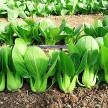 1000Pcs &#39;All Year Round&#39; Chinese Cabbage Seeds  Heirloom &amp; Organic,  From US - $12.95