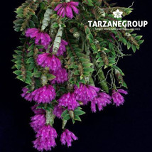 DENDROBIUM LIMPIDUM MINIATURE ORCHID MOUNTED - $43.00