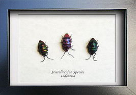 Trio Face Man Bugs Scutelleridae Real Beetles Entomology Collectible Shadowbox - £47.18 GBP