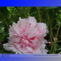 Heirloom &#39;Wan Shi Sheng Se&#39; Pink Multi-petalled Peony Tree Perennial Flower Seed - £2.79 GBP