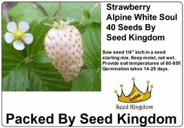 Strawberry Alpine White Soul Fruit Bush 40 Seeds Fresh Gardening USA SELLER - £9.22 GBP