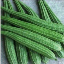 Ridged Gourd 10 Seeds Chinese Okra Angled Luffa Gourd Sigua SpongeFrom US  - $8.35