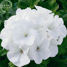 BELLFARM Geranium Maverick White Perennial Flower Seeds, 10 seeds, striking pure - £3.56 GBP