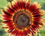 50 Seeds Indian Blanket Sunflower Seeds Native Wildflower Pollinators Cu... - £7.10 GBP