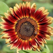 50 Seeds Indian Blanket Sunflower Seeds Native Wildflower Pollinators Cu... - £7.16 GBP