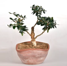 Olive Bonsai Tree Seeds Olea Europaea Bonsai Mini - £9.27 GBP