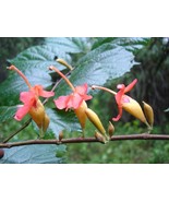 SDC Helicteres Isora Red Screw Tree Seeds Easy Grow - $22.34 CAD