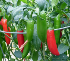 Easy To Grow Seed - 50 Seeds Chili Pepper Serrano - £3.18 GBP