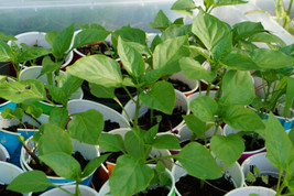 4 Pepper Plant Seedlings - £37.32 GBP