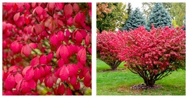 100 seeds Burning Bush Seeds Fresh Garden Seeds - £17.57 GBP