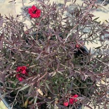 Leptospermum Ruby Glow 2 To 3 Feet Tall Ship In 3Gal Pot New Fresh Garden - $244.33 CAD