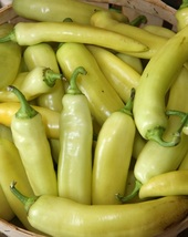 Hungarian Hot Yellow Wax Pepper Plant - 2.5&quot; Pot - £23.17 GBP