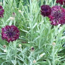 25 Black Garnet Bachelors Button Cornflower Centaurea Cyanus Flower Seeds Fresh  - $14.90