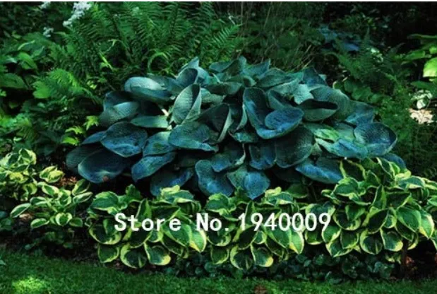 100 Seeds Hosta Plants,Hosta &#39;Whirl Wind&#39; hosta Flower Outdoor Ornamenta... - $8.99