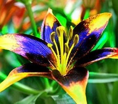 US Seller 1Pcs Lily Bulbs Perfume Lily Dark Yellow Purple Lily Flower Garden Pla - £12.64 GBP