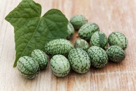 10 Seeds Melothria scabra Mexican Sour Gherkin -All Natural- Unique and Fun to G - £3.18 GBP