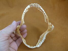 sj470-195-6) 5-1/8" Tiger SHARK jaw sharks jaws teeth taxidermy educational - $36.99