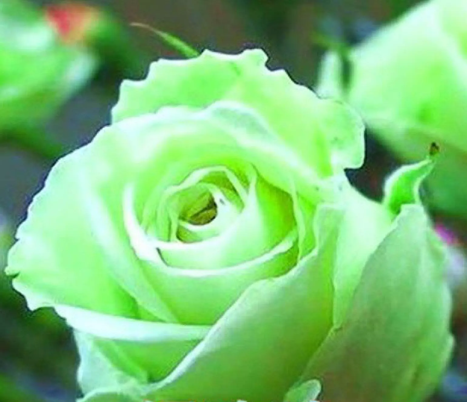 20 SEEDS for CLASSIC LIGHT GREEN Rose hybrid flower - £11.17 GBP