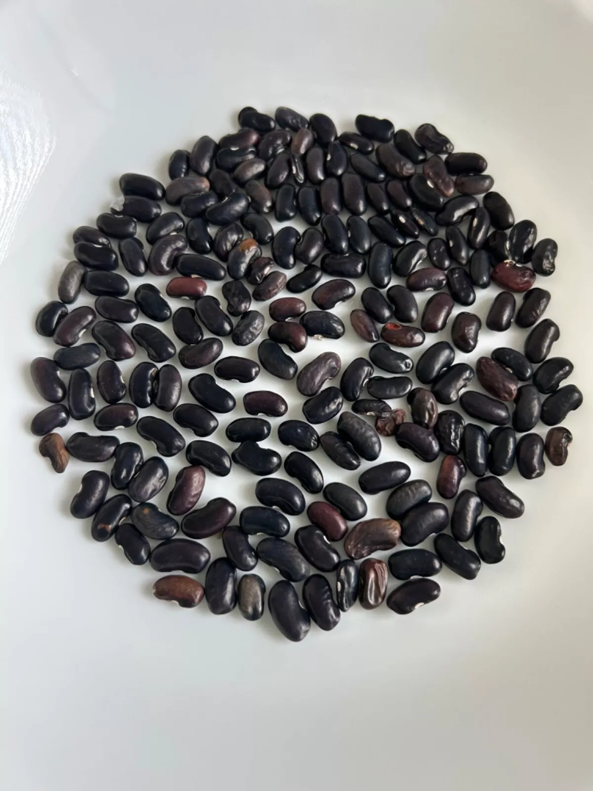 PSStore 25 Fresh Cherokee Trail Of Tears Bean Prolific Heirloom Sustainable Seed - $9.57