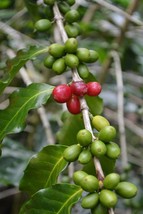 New Fresh Seeds Coffea Arabica Caturra Dwarf Coffee 5 Seeds Fast Ship - £19.08 GBP