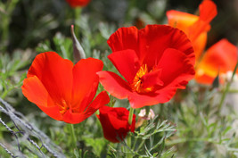 100 Seeds Red California Poppy Eschscholzia Californica Native Flower  - $9.68