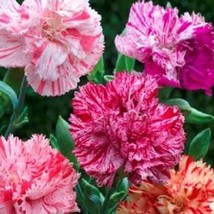 FG 30 Seeds Carnation Chabaud Picotee Mix /  Perennial Flower Seeds / Great Gift - £12.05 GBP