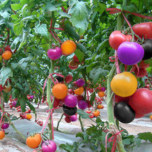 US Seller Bluelans 200Pcs Rainbow Tomato Seeds Organic Fruit - £11.95 GBP