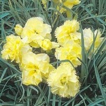 30 Carnation Grenadin Yellow Evergreen Perennial Flower Seeds Scented Gift From  - $8.35