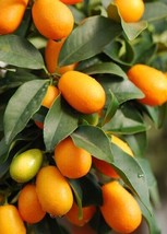 Fortunella Crassifolia Meiwa Meiwa Sweet Kumquat Tree Seeds Garden Fresh USA Shi - $21.97