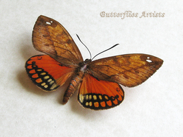 Castnia Athis Flavimaculata RARE Real Orange Moth Framed Entomology Shad... - £95.56 GBP