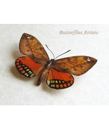 Castnia Athis Flavimaculata RARE Real Orange Moth Framed Entomology Shad... - £95.91 GBP