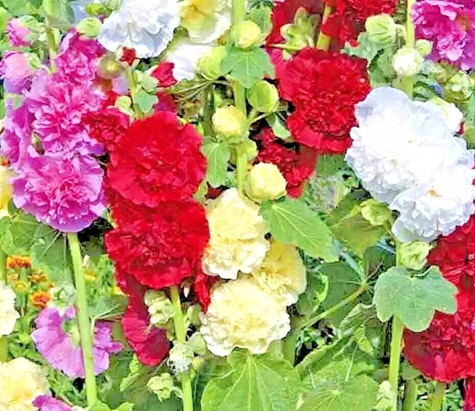 FARM 150 Giant Hollyhock Hummingbird Spring Mix Planting Flowers Bulk Seeds - $9.25