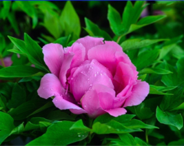 20 Seeds Heirloom Dark Pink Tree Peony Flower &#39;Han Bao Dai Fang&#39; Seeds - $30.00