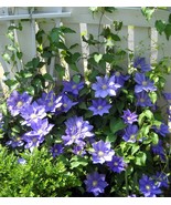 H.F. Young Clematis Vine Huge Wedgewood Blue Flowers 2.5&quot; Pot Plant - $33.99