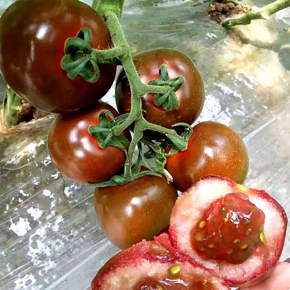 5 Bags (100 Seeds / Bag) Daheiren Black Tomatoes CP-1663 - £22.34 GBP