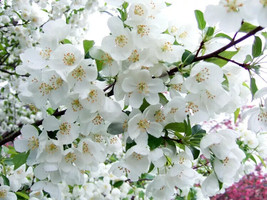 RD 25+ Snowdrift Crabapple Seeds for Garden Planting  - $5.15