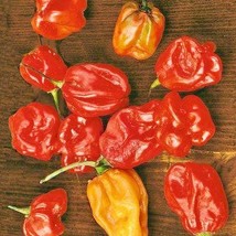 Fast Ship USA Seller Sweet Red “Heatless” Habanero Pepper Gardening - £11.48 GBP