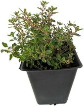 Live Plant Lemon Thyme Creeping 3&quot; Pot Garden Outdoor Indoor living room - £31.96 GBP