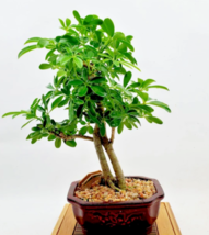 RARE Schefflera arboricola flowering Dwarf UmbrellaTree exotic bonsai  25 seeds - £7.77 GBP