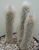 HOT Austrocephalocereus dybowskii @ exotic columnar cactus collection se... - £21.10 GBP