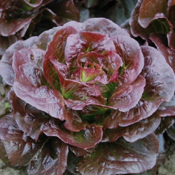 Romaine Cimarron Lettuce Seeds 600+ Red Vegetable Heirloom Garden Fresh - £4.84 GBP