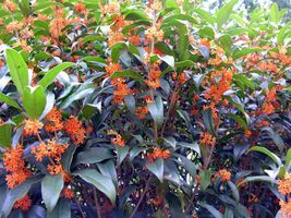 PATB APRICOT ECHO Fragrant Tea Sweet Olive Osmanthus rooted starter plant - £17.22 GBP