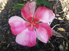 10 SEEDS HIBISCUS PINK TURN OF THE CENTURY HEIRLOOM SEEDS SPROUT FAST GA... - $8.35