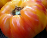 Big Rainbow Tomato Seeds 50 Indeterminate Garden Vegetables Sauce Fast S... - $8.99