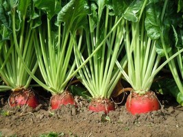 30 Red Mangel Mammoth Beet Heirloom Open Pollinated Vegetable Seeds - £14.09 GBP