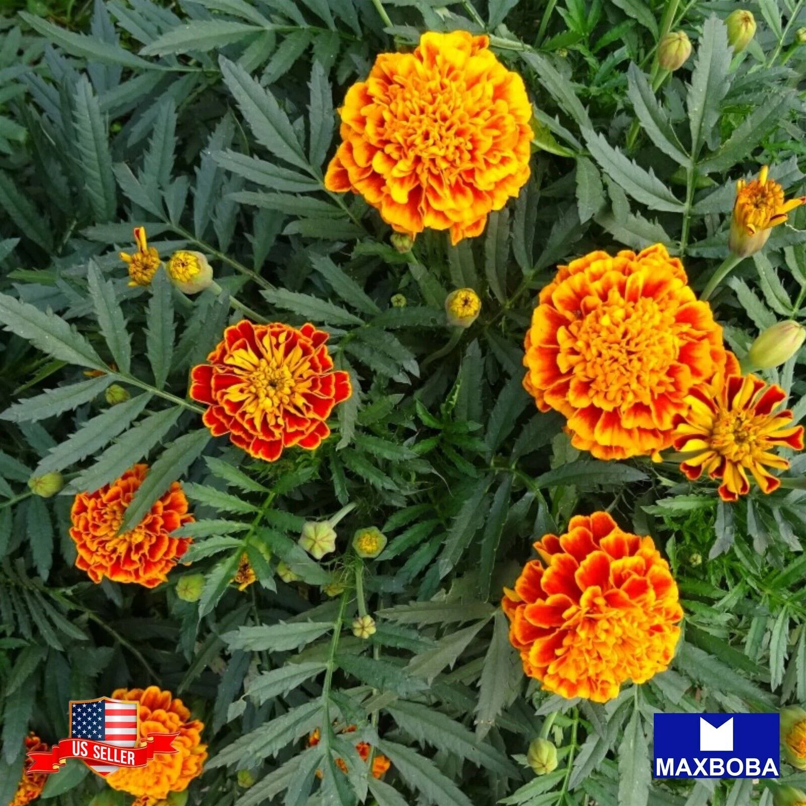 Item image 1 image 1