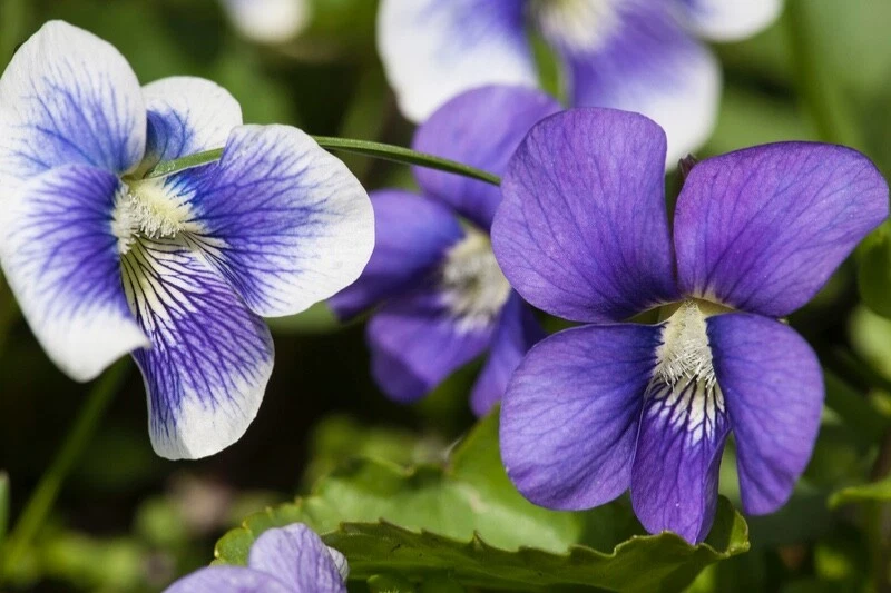 Wild Violets live plants 20+ with roots ready to plant - $33.86