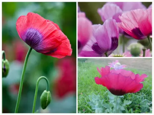 Pepperbox Mix Poppy Seeds, Papaver Bread 300 Seeds Poppies Edible Poppies 6 Fres - £7.80 GBP