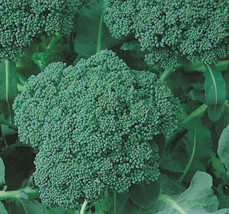 Broccoli Seeds 500+ Green Sprouting Calabrese Garden Vegetables From US - £6.25 GBP